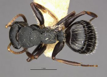 Media type: image;   Entomology 21624 Aspect: habitus dorsal view